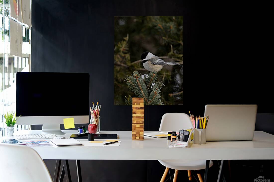 Winter Chickadee  Reproduction