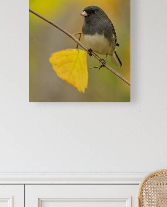 Dark Eyed Junco by Michael J Nowak