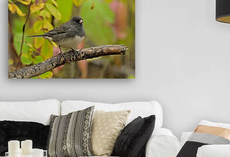Dark eyed Junco  by Michael J Nowak