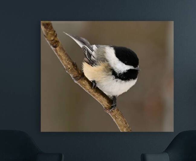 What its winter weight  Reproduction
