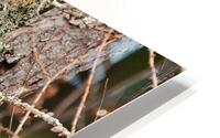 The scout  HD Metal print