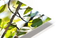 Forest ghost  HD Metal print