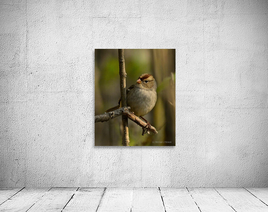 Quiet Perch Wall Preview