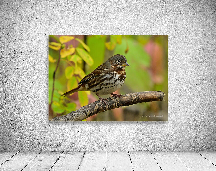 Fox Sparrow Wall Preview