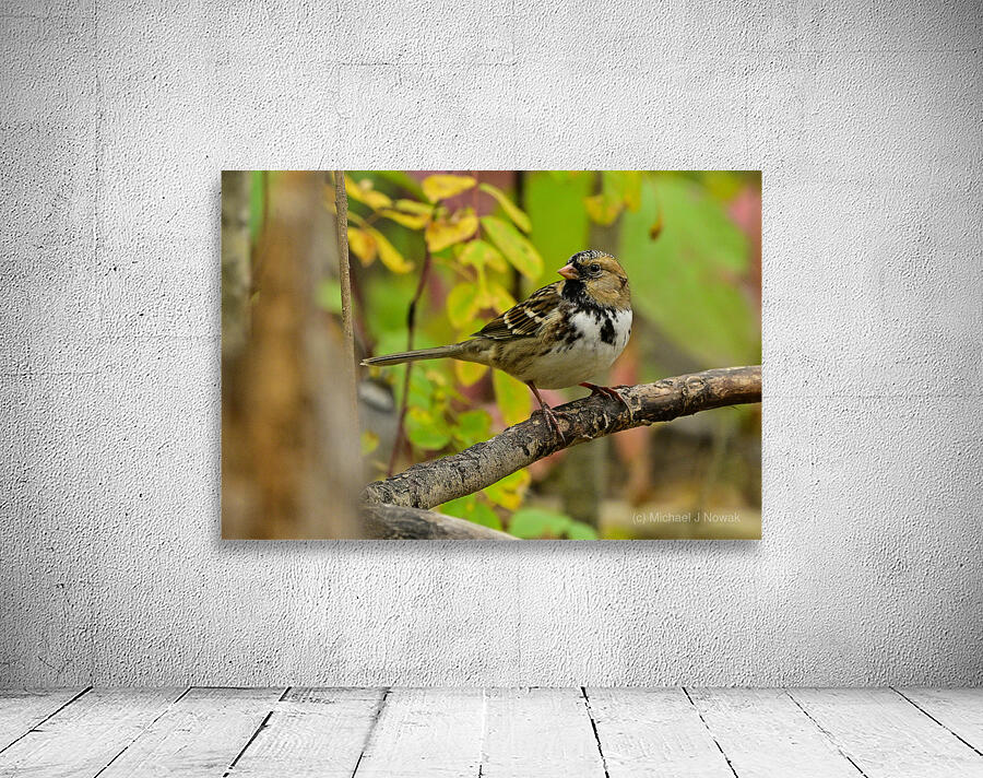 Harris Sparrow Wall Preview