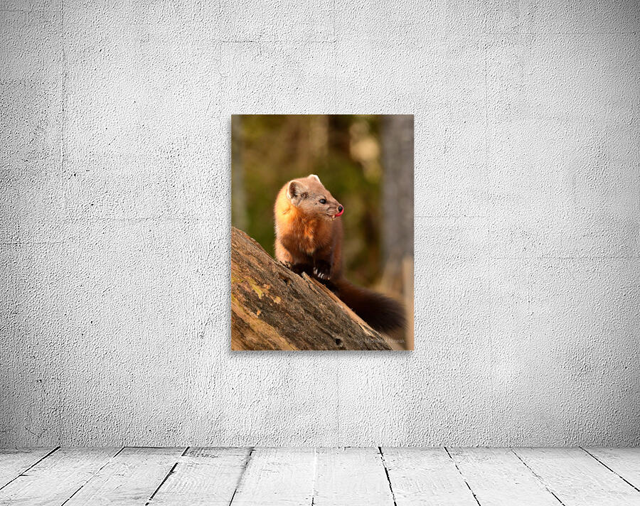 Always on guard  Wall Preview