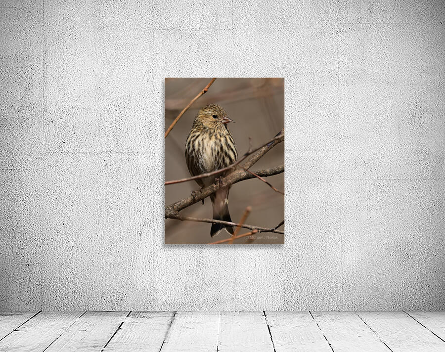 Pine Siskin Wall Preview