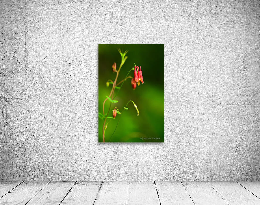 Wild Columbine  Wall Preview