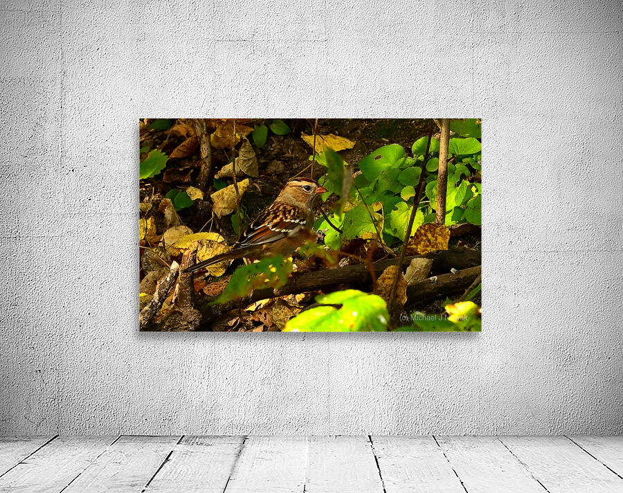 White crowned sparrow  Wall Preview