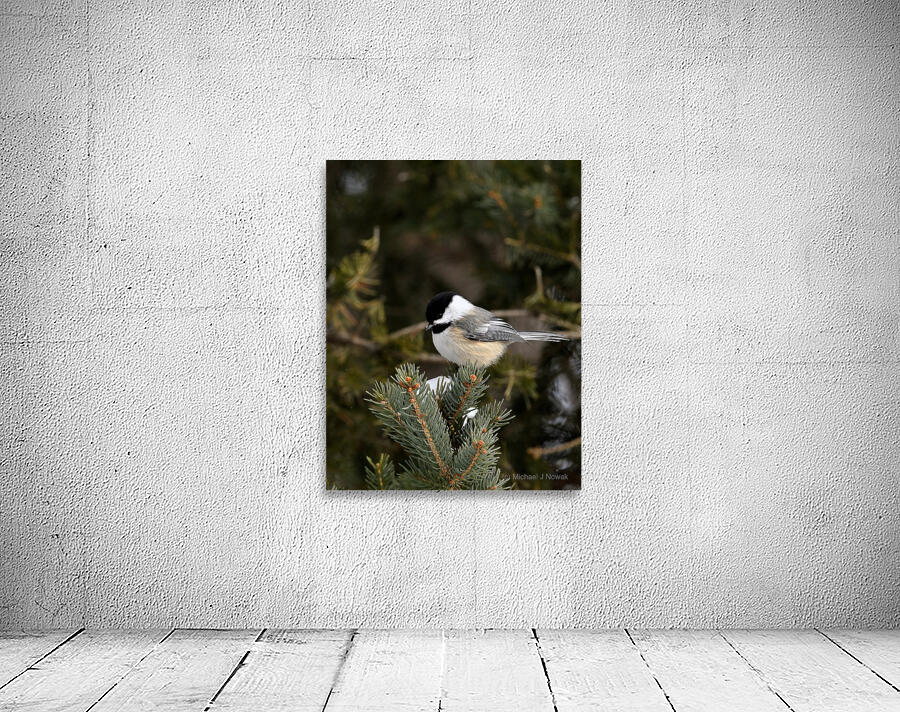Winter Chickadee  Wall Preview