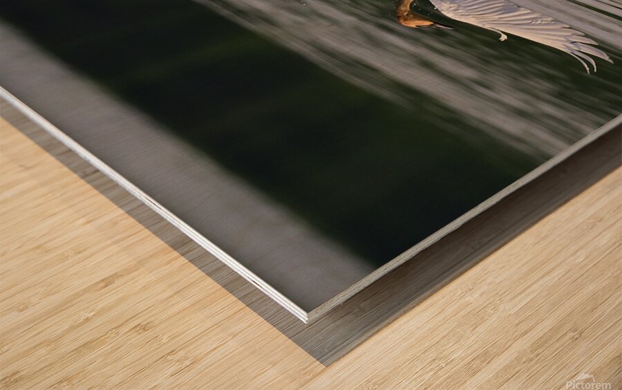 Needing a little personal space  Wood print