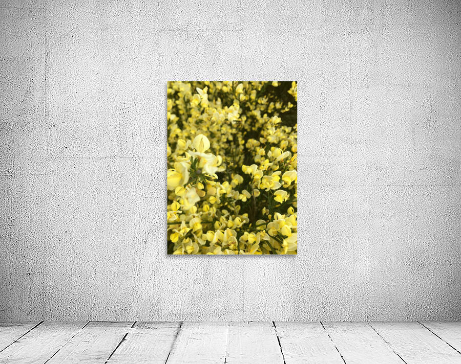 Primavera Yellow Wall Preview