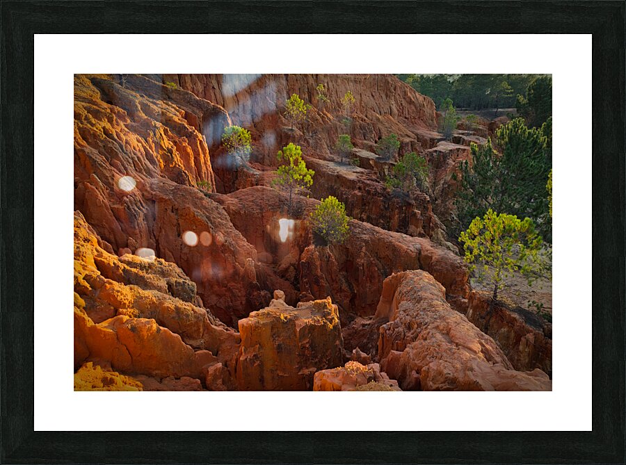 Little Pine Trees Growing on the Valley Cliffs Picture Frame print