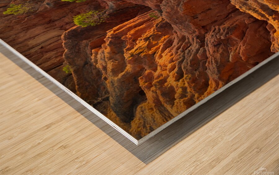 Little Pine Trees Growing on the Valley Cliffs Wood print