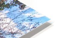 Yukimi Pine HD Metal print