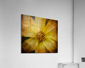 MELLOW YELLOW 2 Acrylic Print