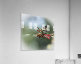 Hummingbird Nectar Break 8504951 Acrylic Print