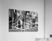 BIG ROOTS BW Acrylic Print