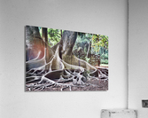 BIG ROOTS Acrylic Print