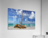 LONE TREE 2 Acrylic Print