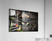 Butterfly-Eastern Black Swallowtail Acrylic Print
