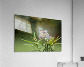 ELEGANCE  PF03121 Acrylic Print
