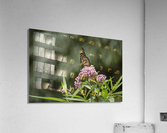 PROFILE 2 PF03163 Acrylic Print