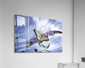 RESTING PF0 9335 Acrylic Print
