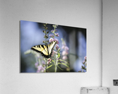 SPREAD YOUR WINGS PF0 9505 Acrylic Print