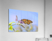 SUNNING  DSC 3663 Acrylic Print