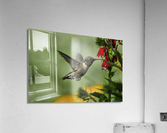 BACK FOR MORE Acrylic Print