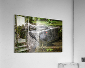 COMMOM MOORHEN Acrylic Print