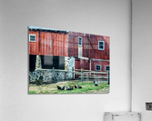 CHESTER COUNTY CHICKENS Acrylic Print