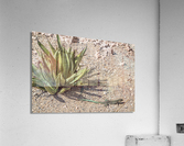HIDE AND SEEK 7489 Acrylic Print