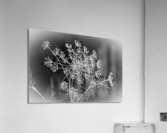 DILLY DILLY PF03058 1 Acrylic Print
