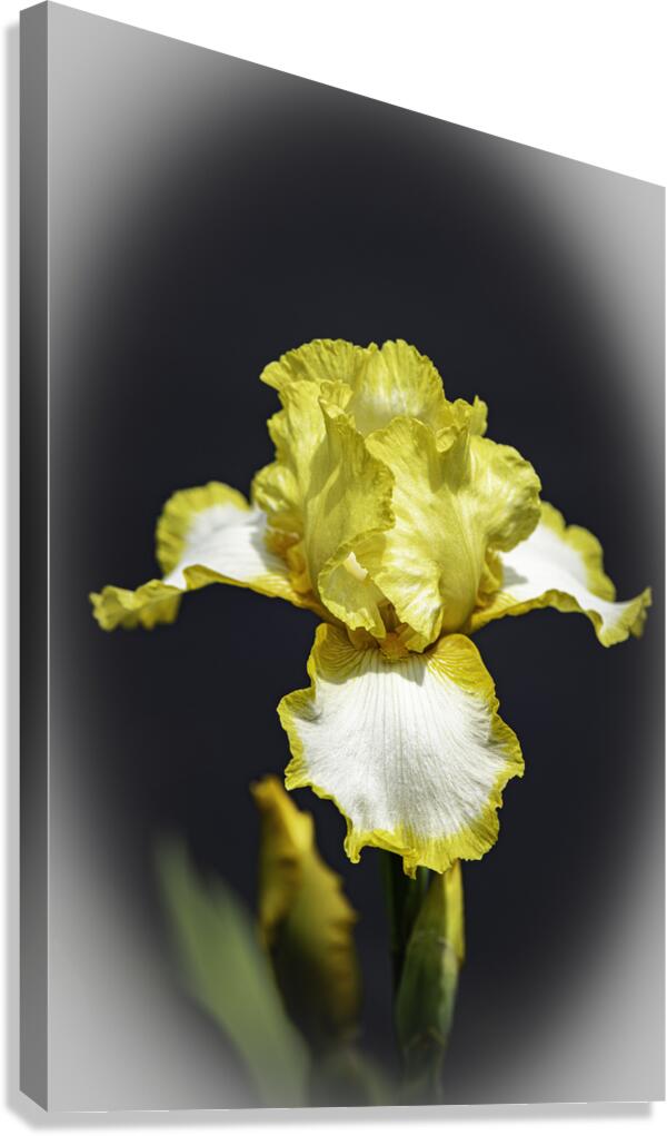 Iris Yellow Iris wv Edit copy Canvas Print