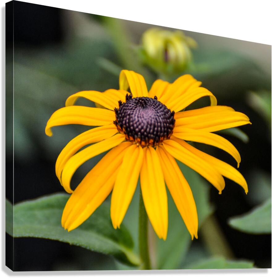 rudibeckia Canvas Print