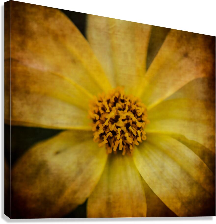 MELLOW YELLOW 2 Canvas Print