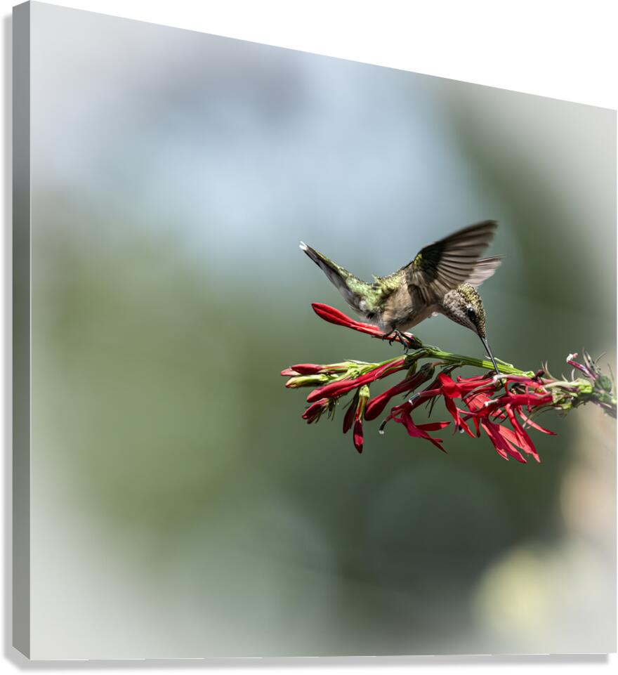 Hummingbird Nectar Break 8504951 Canvas Print