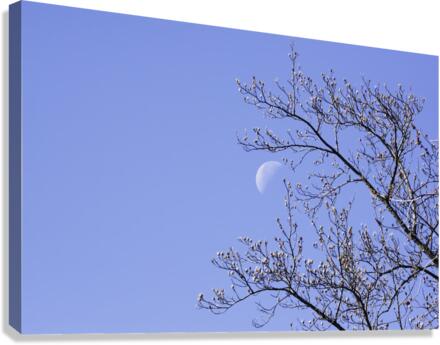 MORNING MOON Canvas Print