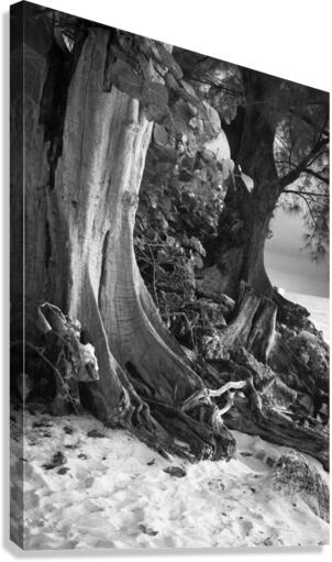 TWISTED ROOTS DSC 7417 Canvas Print