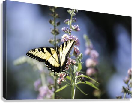 SPREAD YOUR WINGS PF0 9505 Canvas Print