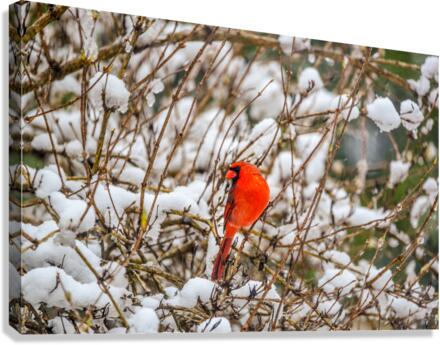 WINTER CARDINAL 8414 Canvas Print
