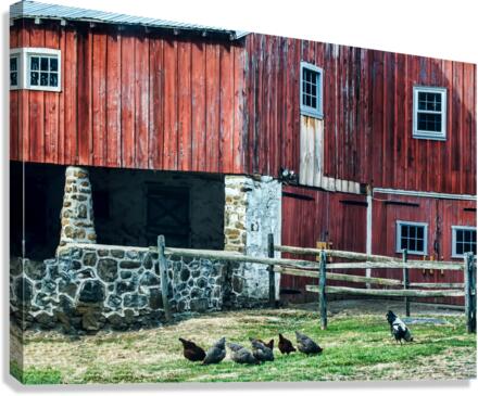 CHESTER COUNTY CHICKENS Canvas Print