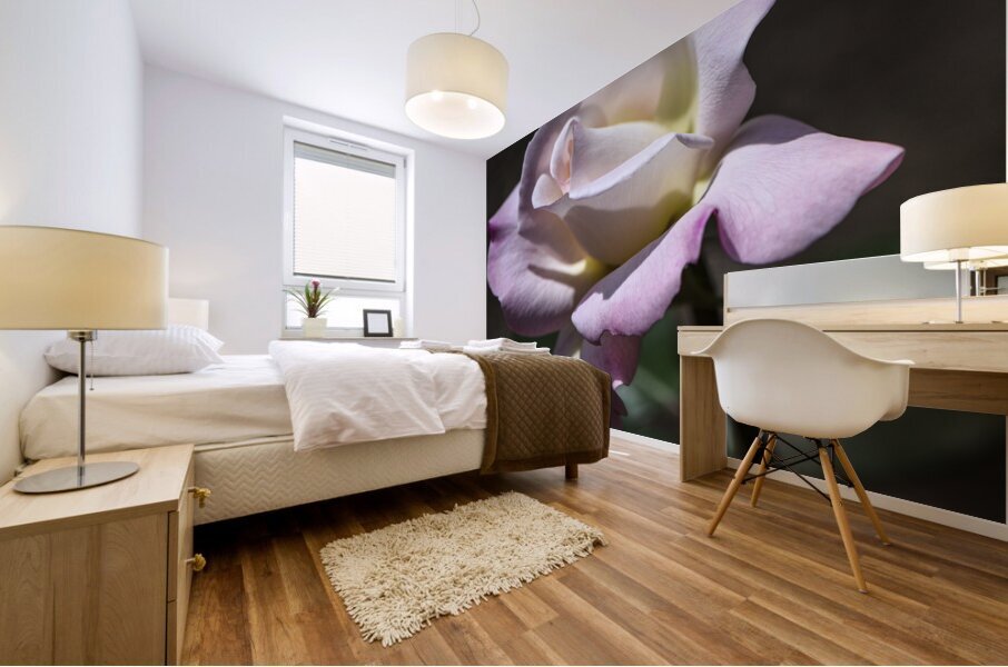 PRISTINE ROSE  DSC 8594 Mural print