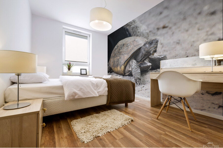SLEEPY  DSC 1206 Mural print