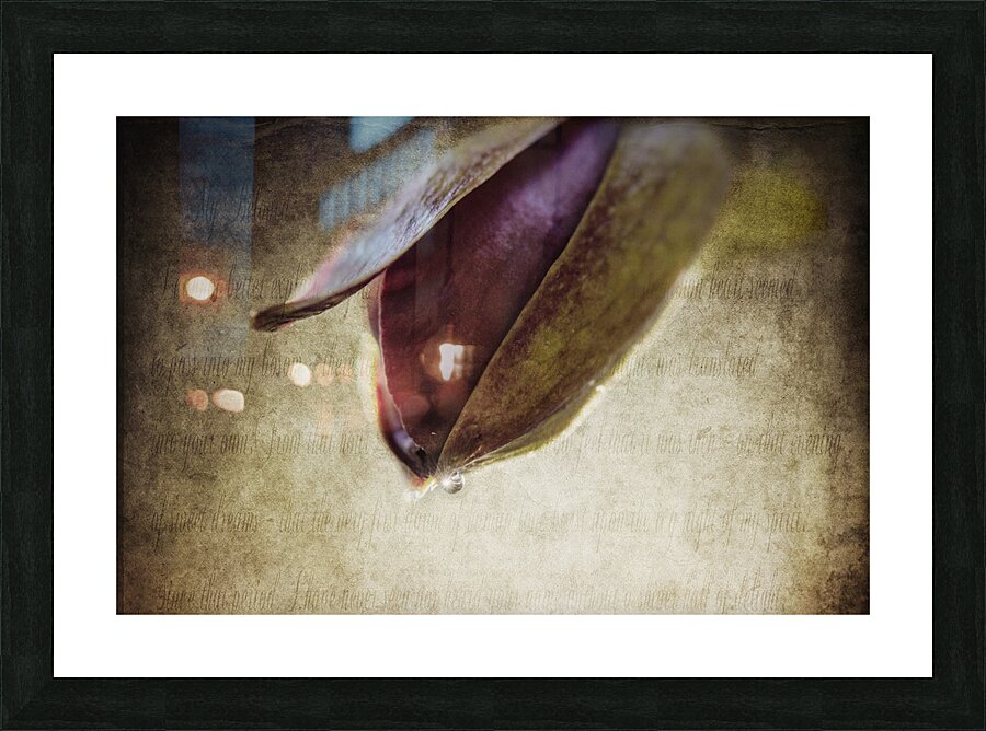 BUDDING Picture Frame print