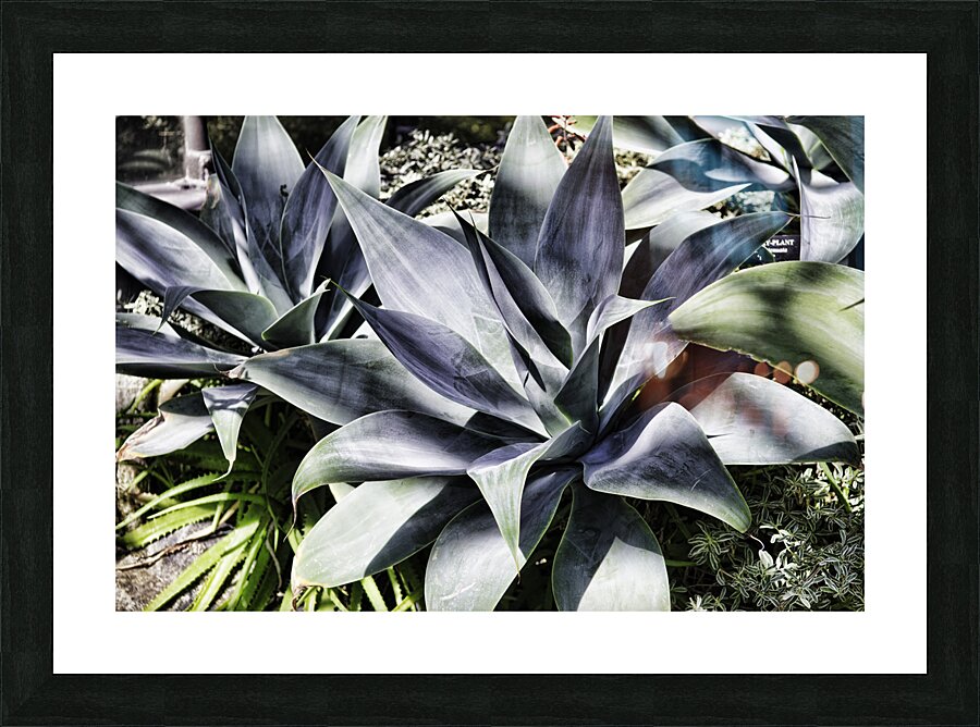ALOE Picture Frame print