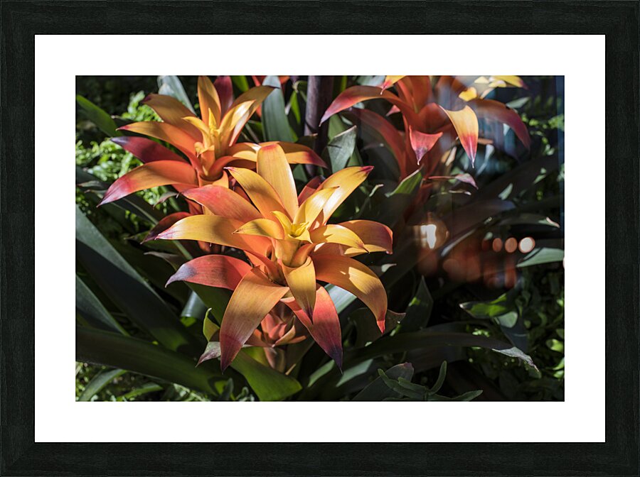 BROMELIADS  DSC 2500 Picture Frame print