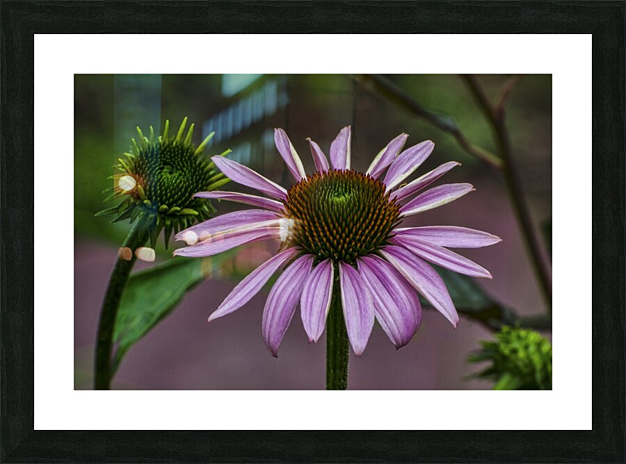 CONEFLOWER 14 Picture Frame print